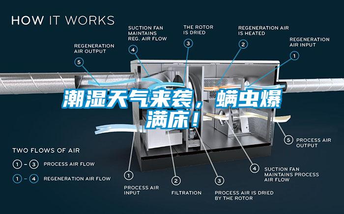 潮湿天气来袭，螨虫爆满床！